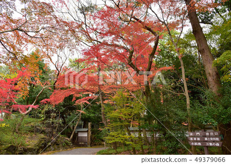 Autumn leaves of Yusuzen Autumn leaves of Yusuzen 49379066