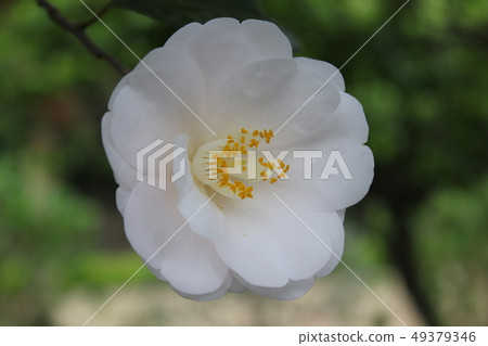 *山茶花*山茶花* Tsubaki * THUBAKI * *山茶花*山茶花* Tsubaki * THUBAKI * 49379346