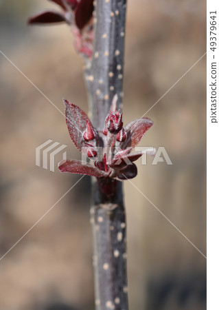 Crabapple Eleyi Crabapple Eleyi 49379641