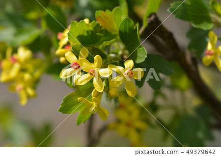 Golden currant Golden currant 49379642