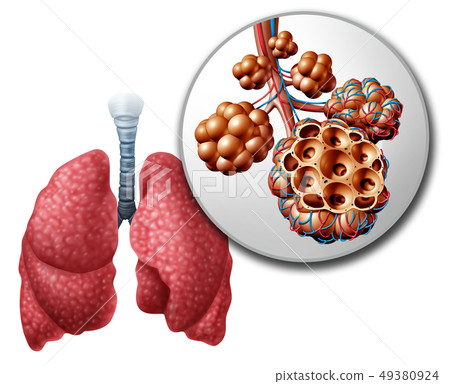 Lung Pulmonari Alveoli Lung Pulmonari Alveoli 49380924