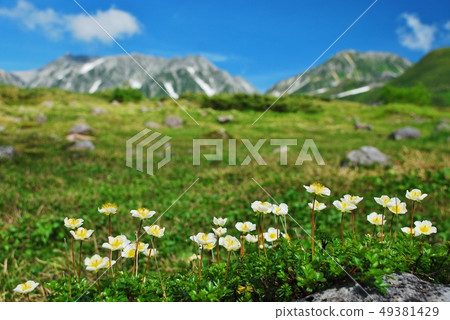 Tingyama, Toyama Prefecture 49381429