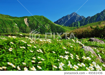 Northern Alps, Tateyama, the season when Chingruma blooms 49381436