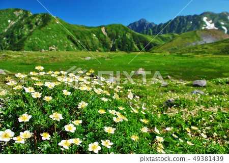 Chingruma Flower Garden Tateyama / Kurobe Alpen Chingruma Flower Garden Tateyama / Kurobe Alpen 49381439
