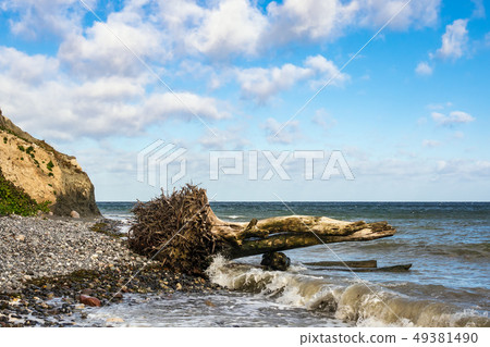 Baltic Sea coast on the island Moen in Denmark 49381490