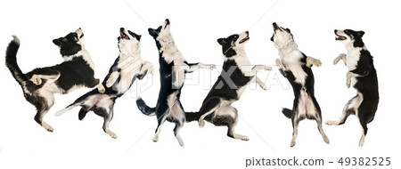 yakutian laika in studio 49382525