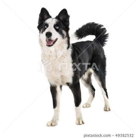 yakutian laika in studio 49382532