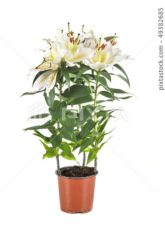 white lilium in studio white lilium in studio 49382685
