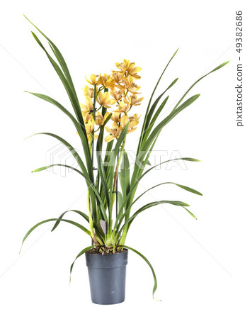cymbidium in studio 49382686