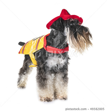 firefighter miniature schnauzer firefighter miniature schnauzer 49382805