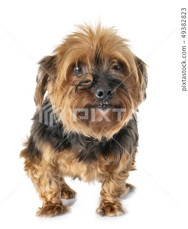 yorkshire terrier in studio 49382823