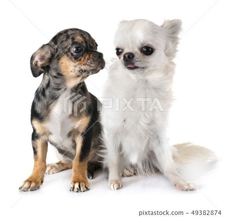 chihuahuas in studio chihuahuas in studio 49382874