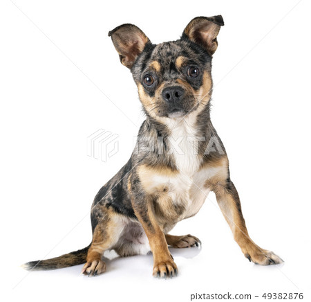 chihuahua in studio chihuahua in studio 49382876