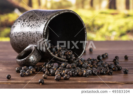 Dry juniper berries with forest behind Dry juniper berries with forest behind 49383104