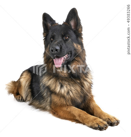 german shepherd in studio german shepherd in studio 49383266
