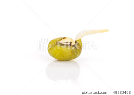 Mungo bean sprouts isolated on white 49383498