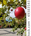 Only one tree (anxious) apple 49383543