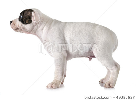 puppy staffordshire bull terrier puppy staffordshire bull terrier 49383657
