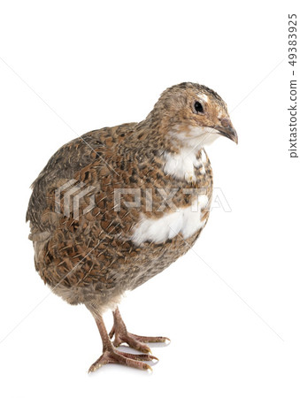 Japanese quail in studio Japanese quail in studio 49383925