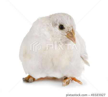 King quail in studio King quail in studio 49383927