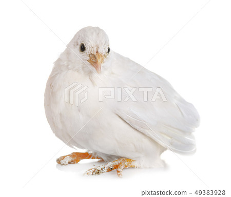 King quail in studio 49383928