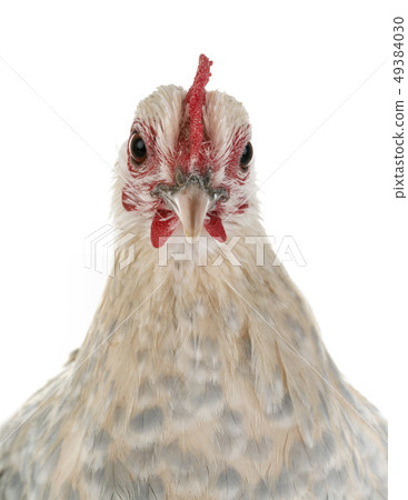 Dutch Booted Bantam Dutch Booted Bantam 49384030