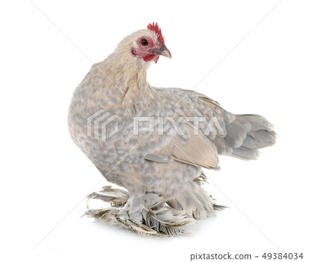 Dutch Booted Bantam Dutch Booted Bantam 49384034