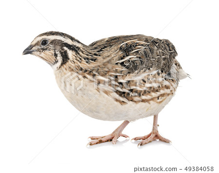 Japanese quail in studio 49384058