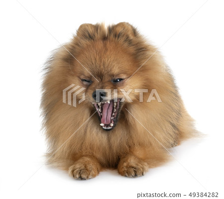 pomeranian in studio 49384282