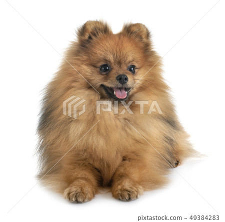 pomeranian in studio 49384283