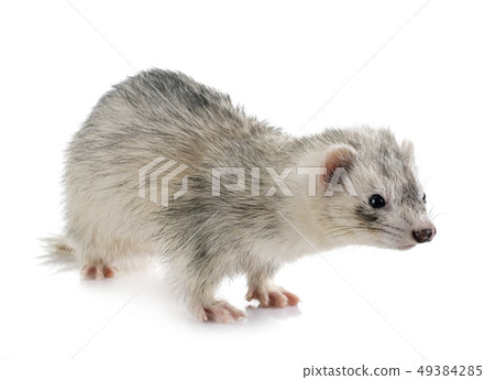 gray ferret in studio gray ferret in studio 49384285