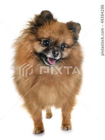 pomeranian in studio 49384286