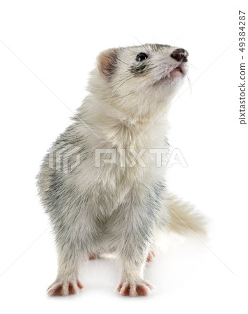 gray ferret in studio gray ferret in studio 49384287