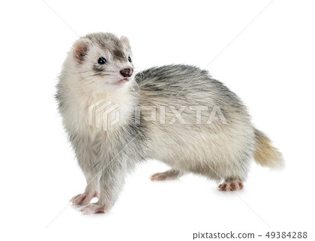 gray ferret in studio 49384288