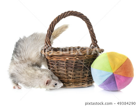 gray ferret in studio 49384290