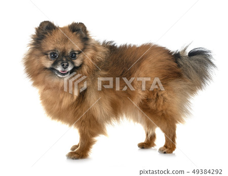 pomeranian in studio 49384292