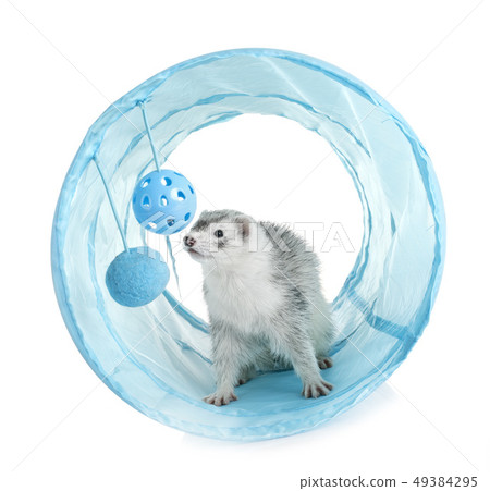 gray ferret in studio 49384295