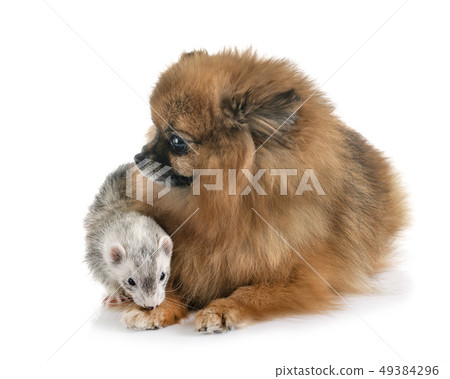 gray ferret and dog 49384296