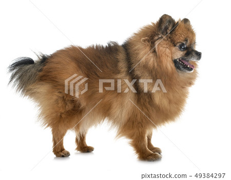 pomeranian in studio 49384297