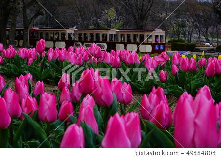Tulip and locomotive Tulip and locomotive 49384803