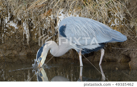 Great blue heron fishing at lake edge 49385462