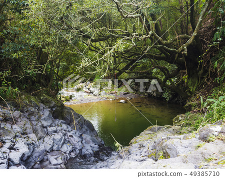 Small green pond with hanging rope swing at Lush green tropical forest with rock and moss covered Small green pond with hanging rope swing at Lush green tropical forest with rock and moss covered 49385710