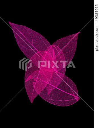 Natural Skeleton Leaves on a black background Natural Skeleton Leaves on a black background 49385913