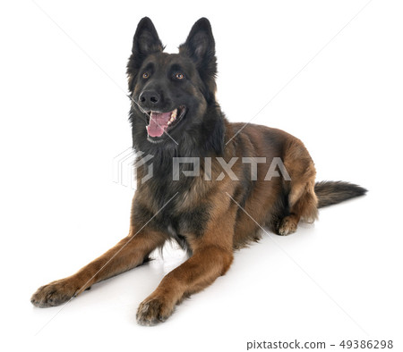 belgian shepherd tervuren belgian shepherd tervuren 49386298