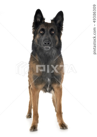 belgian shepherd tervuren 49386309