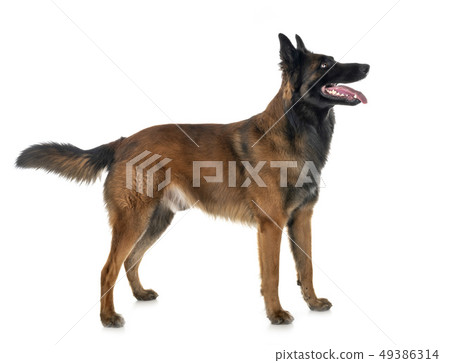 belgian shepherd tervuren belgian shepherd tervuren 49386314