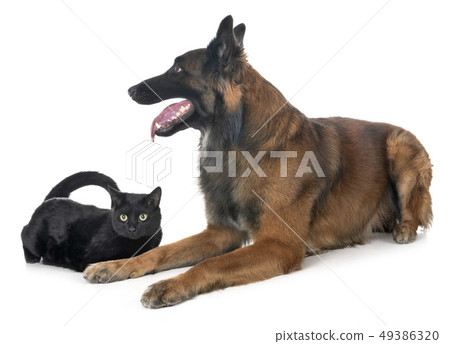 belgian shepherd and cat belgian shepherd and cat 49386320