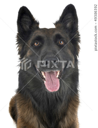 belgian shepherd tervuren 49386392