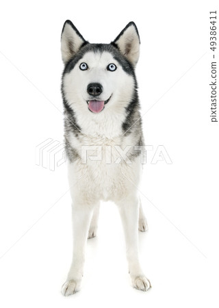 siberian husky in studio siberian husky in studio 49386411