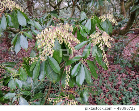 Buds of Pieris japonica, Pieris japonicum, in Buds of Pieris japonica, Pieris japonicum, in 49386722